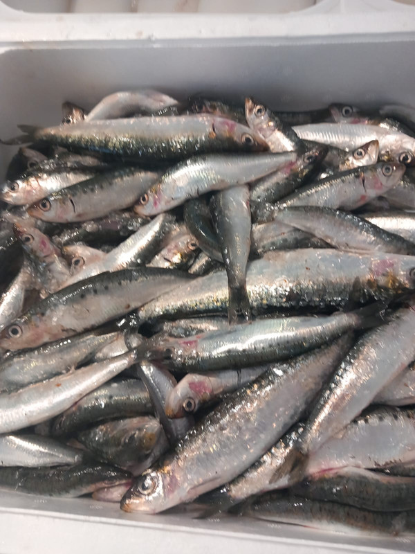 Sardinas - kg